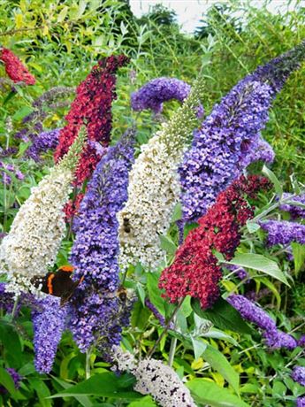 komule Davidova 'Tricolor'