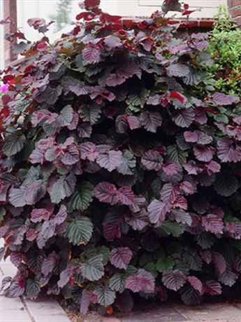 líska obecná 'Purpurea'