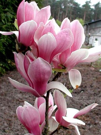 šácholan obnažený 'Fragrant Cloud'