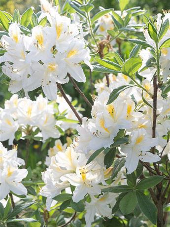 azalka Knap Hill 'Schneegold'