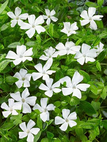 barvínek menší 'Alba'