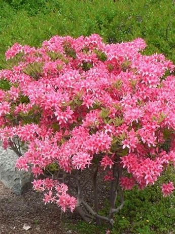 azalka Knap Hill 'Rosy Lights'