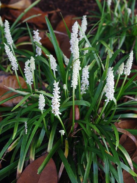 liriope modřencové 