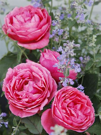 růže keřová 'KORDES Gartenprinzessin Marie-José'