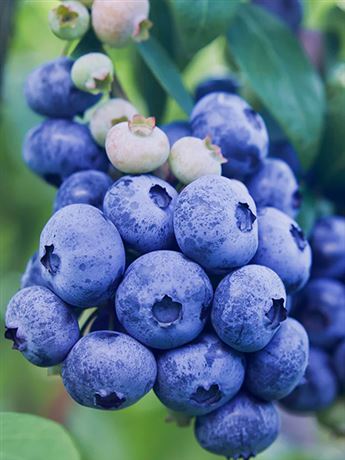 brusnice chocholičnatá 'Legacy'