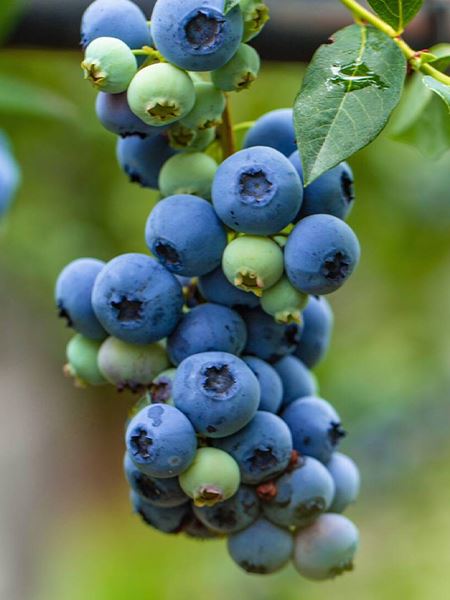 brusnice chocholičnatá 