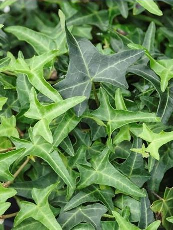 břečťan popínavý 'Sagittifolia'