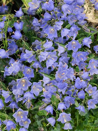 zvonek lžičkolistý 'Bavaria Blue'