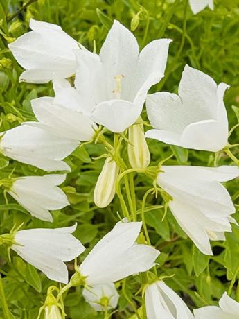 zvonek lžičkolistý 'Bavaria White'
