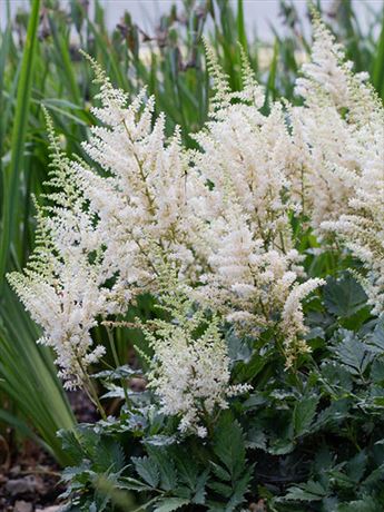 čechrava čínská 'Little Visions in White'