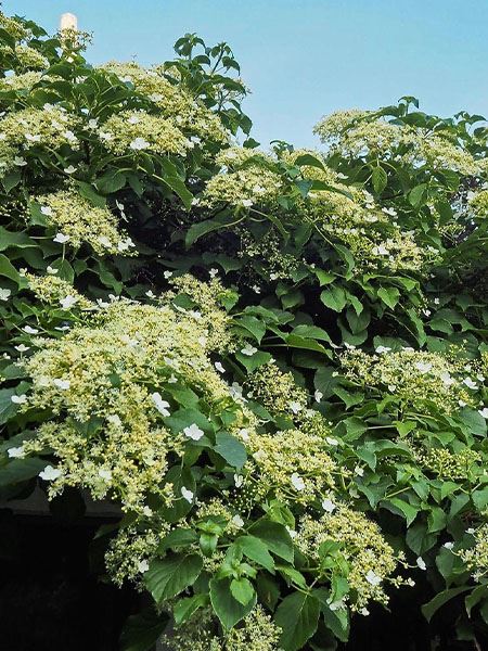 hortenzie řapíkatá 