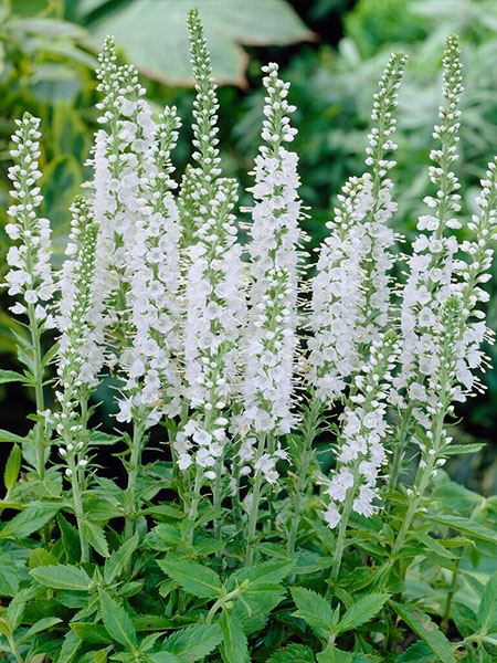 rozrazil lékařský 