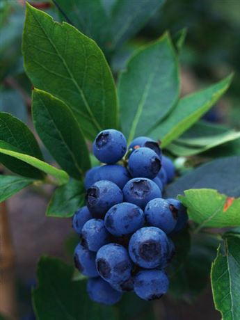 brusnice chocholičnatá 'Pioneer'