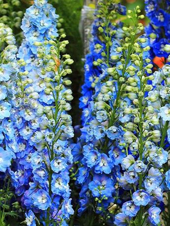 stračka 'Magic Fountain Mid Blue/White Bee'