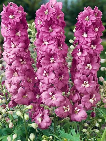 stračka 'Magic Fountain Deep Rose/White Bee'