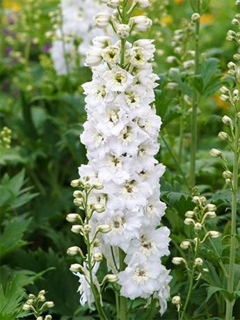 stračka 'Magic Fountain Pure White'