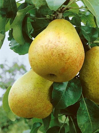 hrušeň obecná 'Hardyho Máslovka'