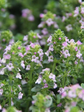 tymián citrónový 'GrowFlow Lemonade'