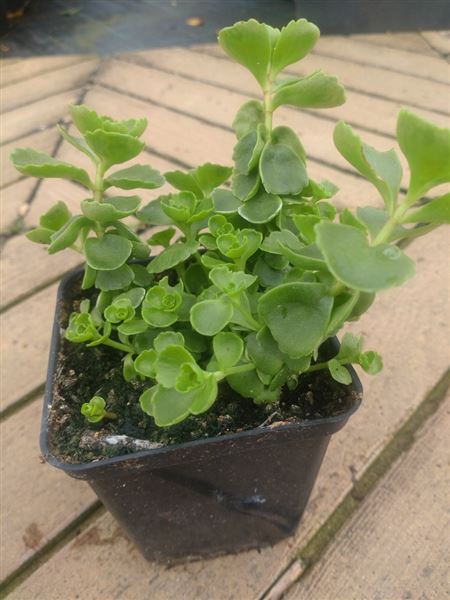 rozchodník pochybný 
