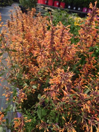agastache 'Kudos Mandarin'