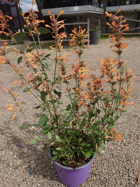 agastache 