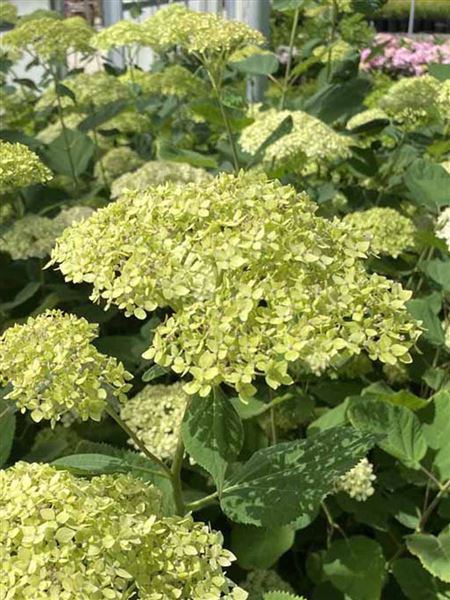 hortenzie stromečkovitá 