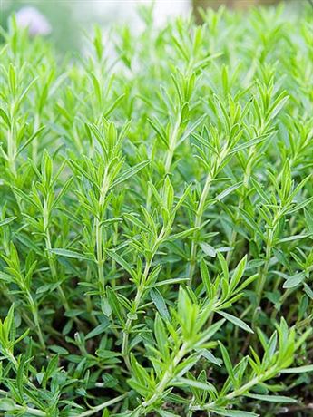 pelyněk estragon 'Vienco'