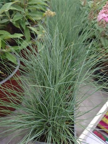 kostřava walliská 'Glaucantha'