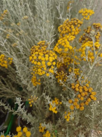 smil italský 'Aladin'