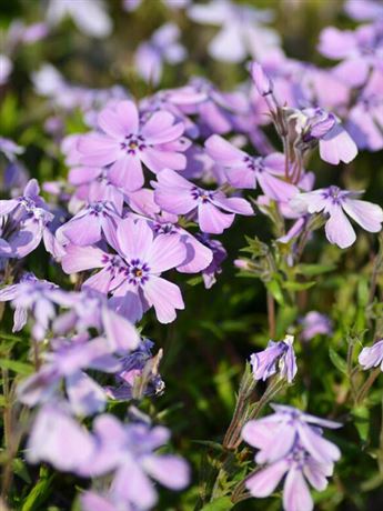 plaménka šídlovitá 'Benita'