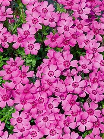 plaménka šídlovitá 'Zwergenteppich'