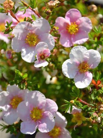 mochna křovitá 'Blink'