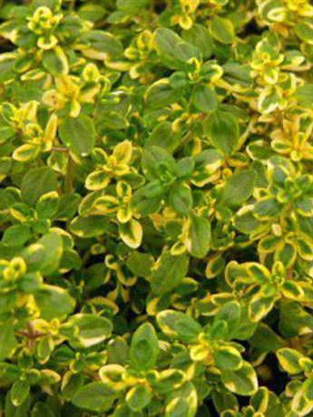 tymián citrónový 'Mystic Lemon'