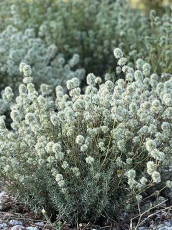 tymián mastixový 'Compact Pom Pom'