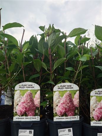 Hortenzie latnatá 'Vanille Fraise'