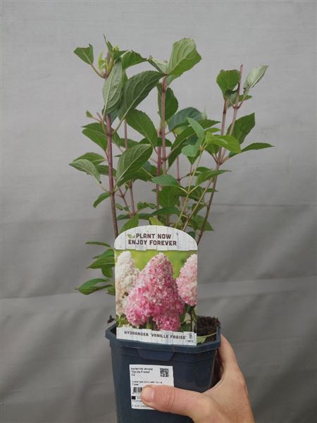 Hortenzie latnatá 