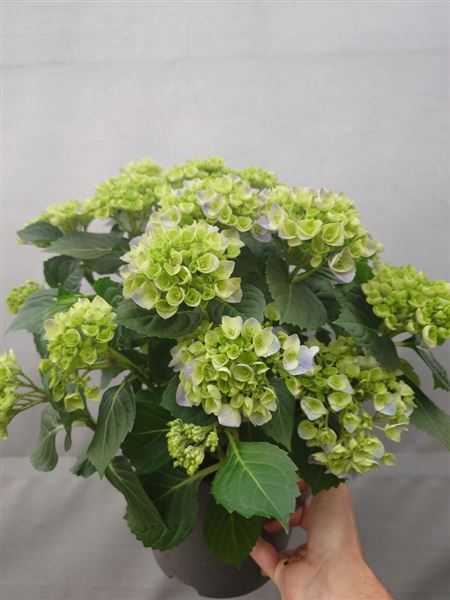 hortenzie velkolistá 