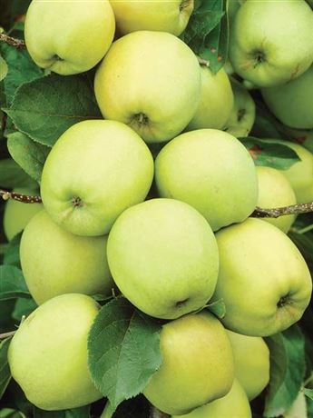 jabloň domácí 'Golden Delicious'