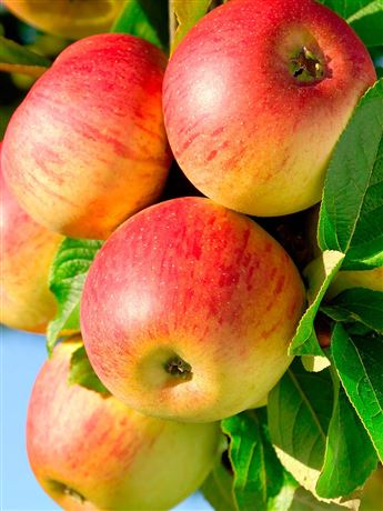 jabloň domácí 'Red Jonagold'