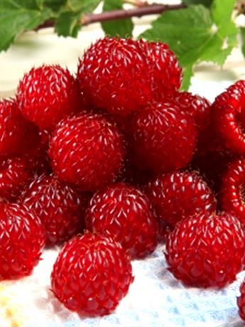 maliník červený 'Raspberry Tower'