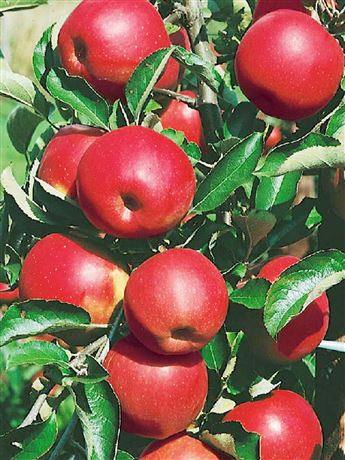 Jabloň domácí 'Rubín'
