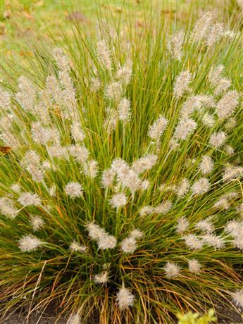 Dochan psárkový 'Little Bunny'