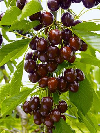 třešeň chrupka 'Granát'