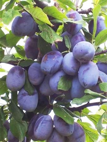 Slivoň švestka 'Domácí velkoplodá'