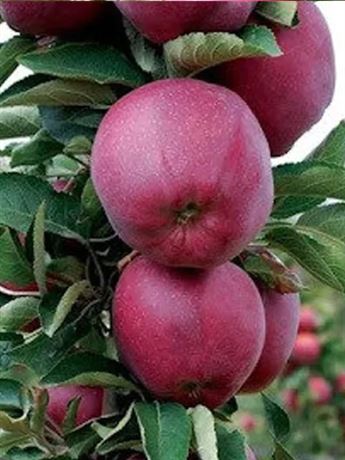 jabloň domácí 'Jeromine'