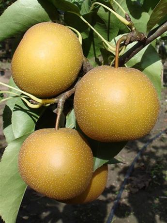 hrušeň písečná 'Early Shu'