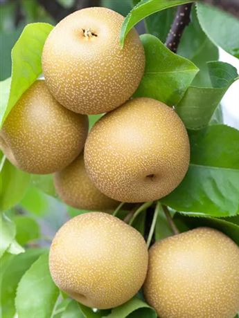 hrušeň písečná 'Hosui'