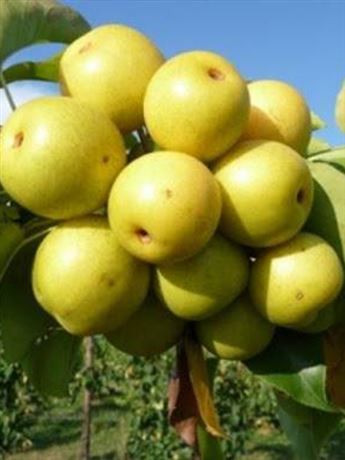 hrušeň písečná 'Tem Bo Li'