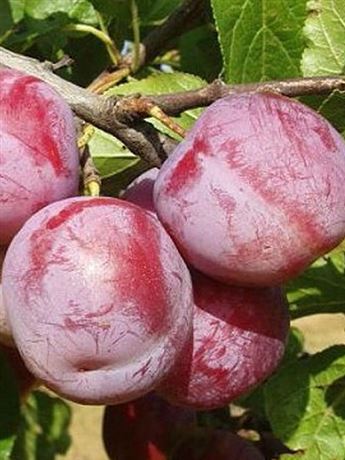 slivoň renklóda 'Broskvová'