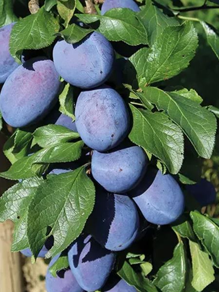 slivoň sloupcovitá 